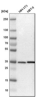 SFXN3 Antibody in Western Blot (WB)