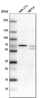 LRRC47 Antibody in Western Blot (WB)