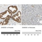 ENDOD1 Antibody in Immunohistochemistry (IHC)