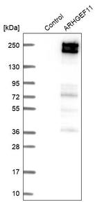 ARHGEF11 Antibody in Western Blot (WB)