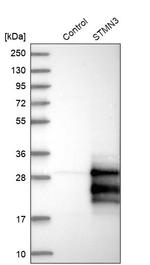 STMN3 Antibody in Western Blot (WB)