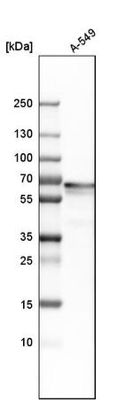 PLBD2 Antibody in Western Blot (WB)