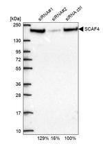 SFRS15 Antibody in Western Blot (WB)