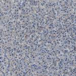 CANT1 Antibody in Immunohistochemistry (IHC)