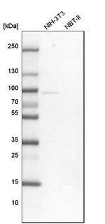 Nuclear Matrix Protein p84 Antibody in Western Blot (WB)