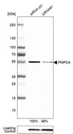 PMPCA Antibody in Western Blot (WB)