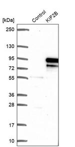 KIF2B Antibody in Western Blot (WB)