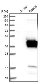 FNDC8 Antibody in Western Blot (WB)