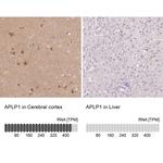 APLP1 Antibody in Immunohistochemistry (IHC)