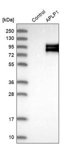 APLP1 Antibody in Western Blot (WB)