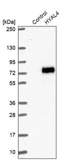 HYAL4 Antibody in Western Blot (WB)
