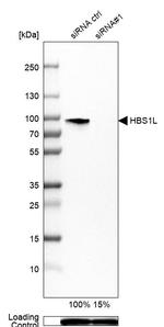 HBS1L Antibody