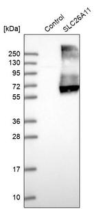 SLC26A11 Antibody in Western Blot (WB)