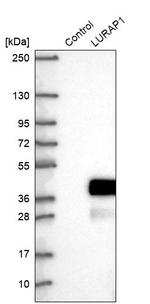 LURAP1 Antibody in Western Blot (WB)