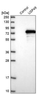 USP49 Antibody in Western Blot (WB)