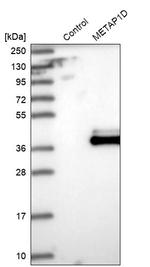 METAP1D Antibody in Western Blot (WB)