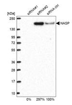 NASP Antibody in Western Blot (WB)