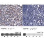 PCSK5 Antibody in Immunohistochemistry (IHC)