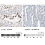 C2orf42 Antibody in Immunohistochemistry (IHC)