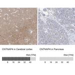 CNTNAP4 Antibody