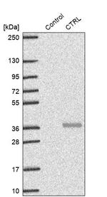 CTRL Antibody in Western Blot (WB)