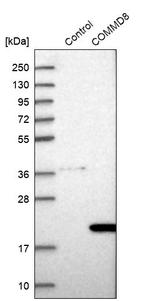 COMMD8 Antibody in Western Blot (WB)