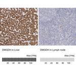 DMGDH Antibody in Immunohistochemistry (IHC)