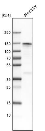 MATR3 Antibody in Western Blot (WB)