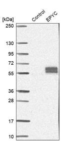DSPG3 Antibody in Western Blot (WB)