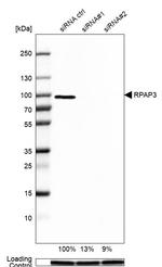 RPAP3 Antibody