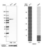 NEDD1 Antibody in Western Blot (WB)