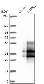 CD99L2 Antibody in Western Blot (WB)