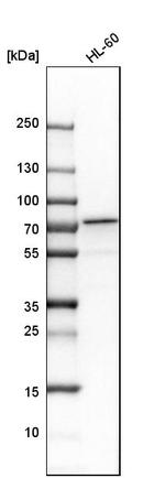 CPSF6 Antibody in Western Blot (WB)