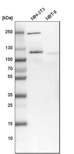 NOP2 Antibody in Western Blot (WB)