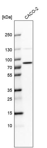 PTCD3 Antibody in Western Blot (WB)