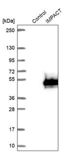 IMPACT Antibody in Western Blot (WB)