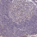 BRUNOL5 Antibody in Immunohistochemistry (IHC)