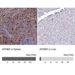 APOB48R Antibody in Immunohistochemistry (IHC)