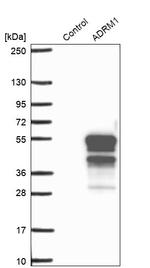 ADRM1 Antibody in Western Blot (WB)
