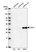 U2AF1 Antibody