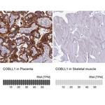 COBLL1 Antibody in Immunohistochemistry (IHC)