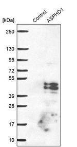 ASPHD1 Antibody in Western Blot (WB)