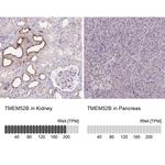 TMEM52B Antibody in Immunohistochemistry (IHC)