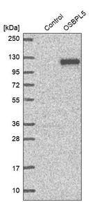 ORP5 Antibody in Western Blot (WB)