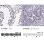 NANOS3 Antibody