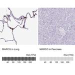 MARCO Antibody