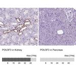 POU3F3 Antibody in Immunohistochemistry (IHC)