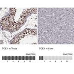 TOE1 Antibody in Immunohistochemistry (IHC)