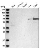 C2orf42 Antibody in Western Blot (WB)