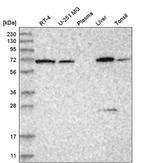 RNPEP Antibody in Western Blot (WB)